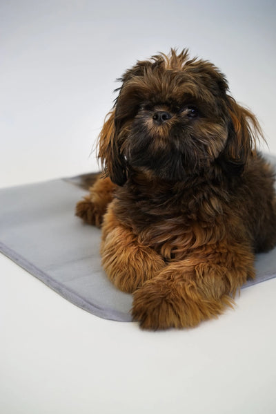 Thera-Pawz™ Pet Mat