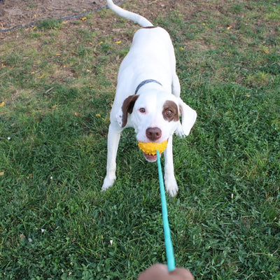 Heavy-Duty Rubber Dog Toy with Rope